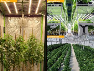 A Comparison of LED Plant Lighting with Other Types of Lighting插图