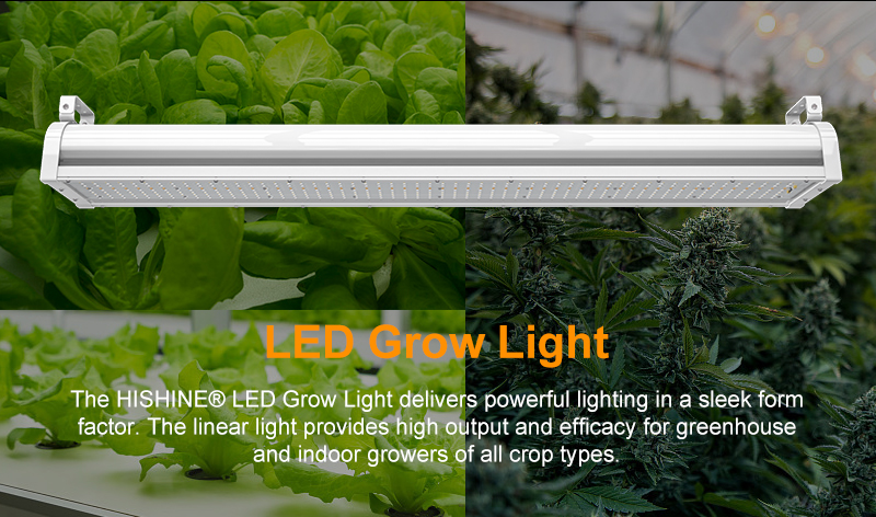 Is it necessary for farmers to use plant lighting LED lights?缩略图 Is it necessary for farmers to use plant lighting LED lights?缩略图
