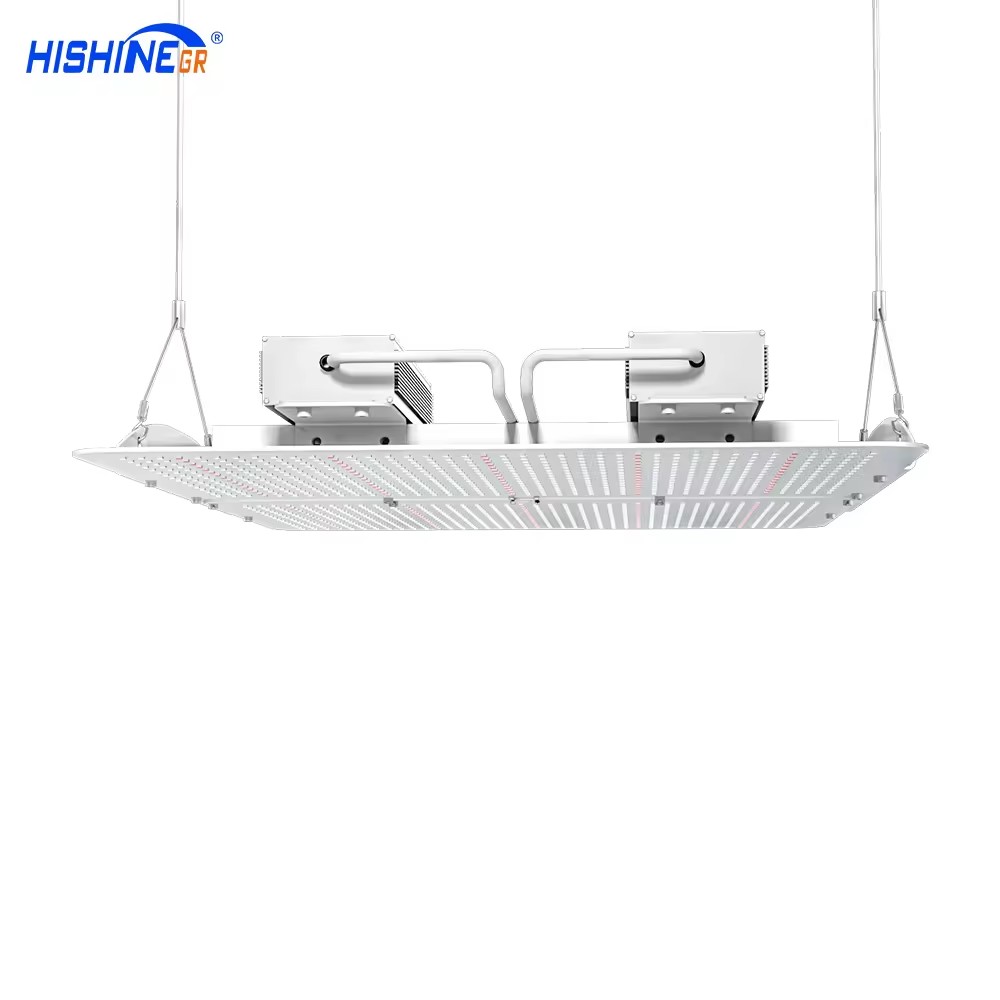 Can plants undergo photosynthesis under light缩略图 Can plants undergo photosynthesis under light缩略图